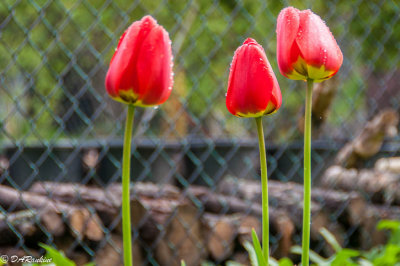Tulips After Rain