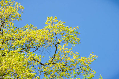 New Leaves