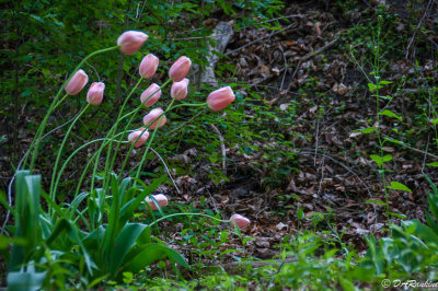Tulips In the Woods