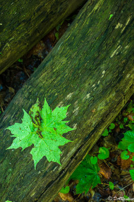 Maple Leaves on Log II