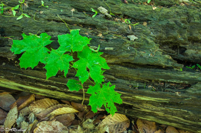 Maple Sapling