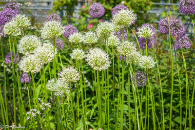 Alliums 