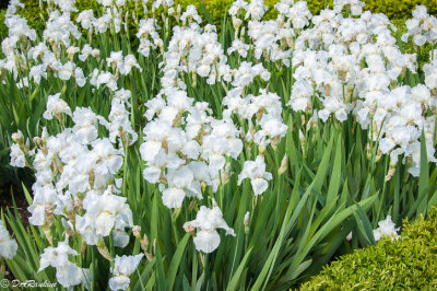 Irises I