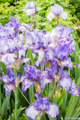 Iris II