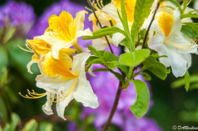 Rhododendron I