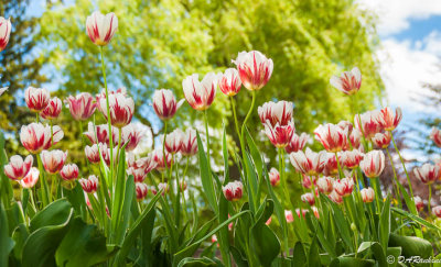 Tulips