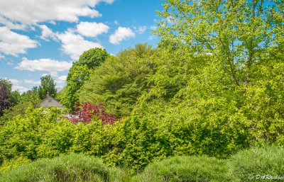 Toronto Botanical Gardens III