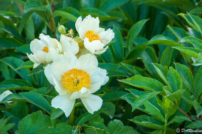 Peonies