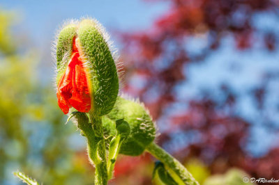 Budding Poppy