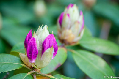 Rhododendron Buds