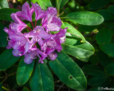 Rhododendron II
