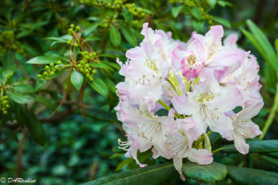 Rhododendron III