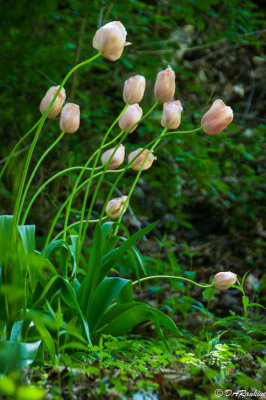 Tulips In the Woodlot