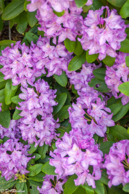 Rhododendron IV