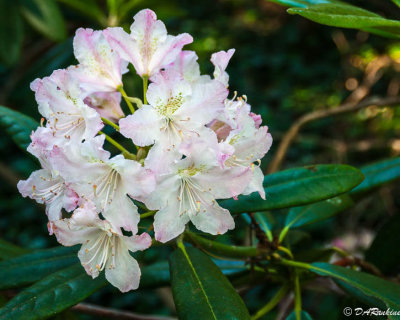 Rhododendron V