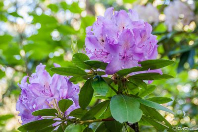 Rhododendron VI