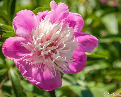 Peony IV