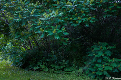 Staghorn Sumacs