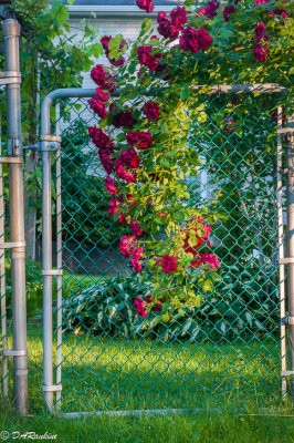 Roses on Gate