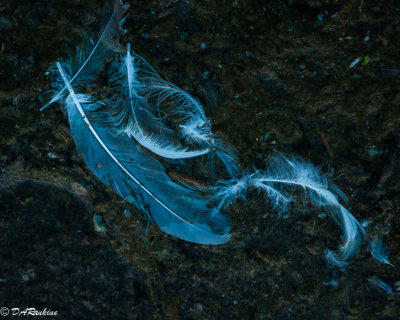 Gull's Feathers On the Beach