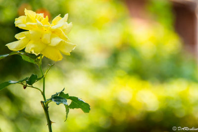 Rose in Yellow