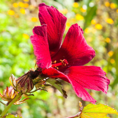 Hibiscus