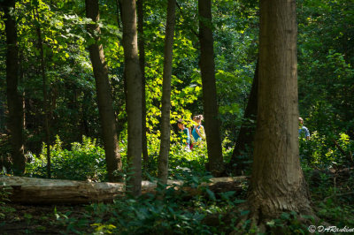 Sunlight in Brookbanks