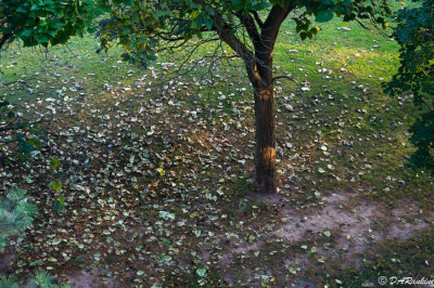 Fallen Leaves Of the Catalpa Tree