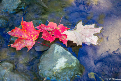 Three Leaves In Creek