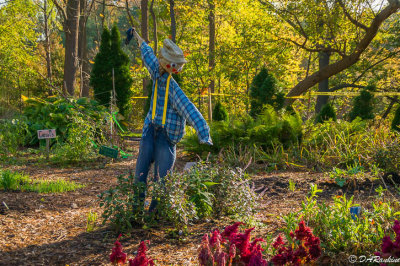 Scarecrow in Teaching Garden