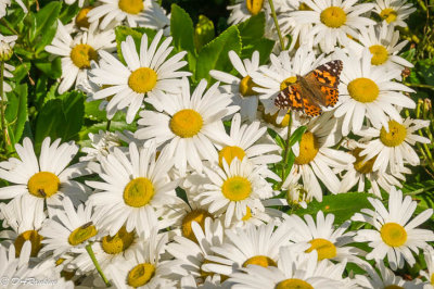 Nippon Daisies and Painted Lady