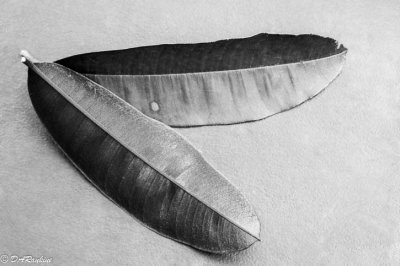 Starapple Leaves in BW
