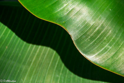 Sunlight on Banana Leaf