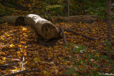 Logs and Leaves I