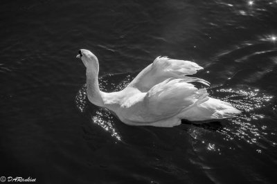 Swan in Sunlight