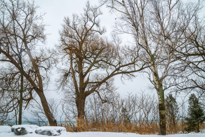 Trees By the Lake