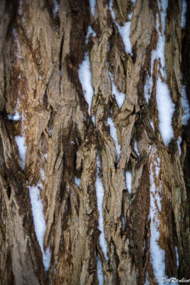 Snow on Bark