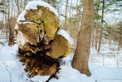 Fallen Trees