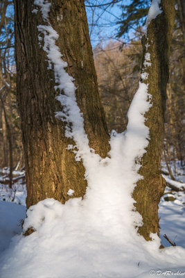 Snow on Tree