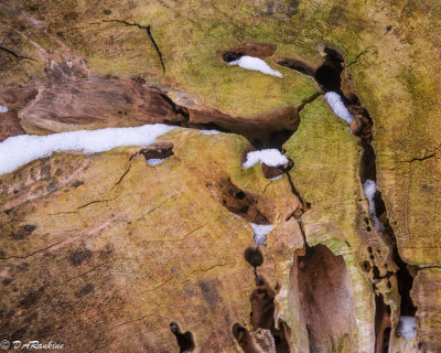 Snow on Fallen Tree