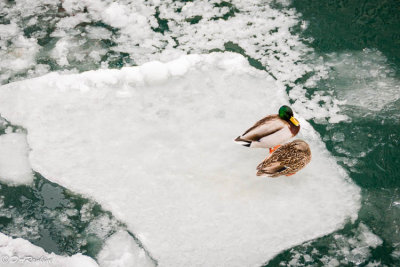 Mallards on Ice