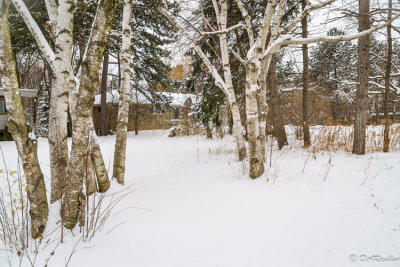 House Behind the Trees