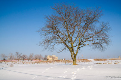 Tree in the park