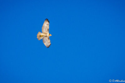 Red-tailed Hawk