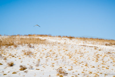 Hovering Hawk