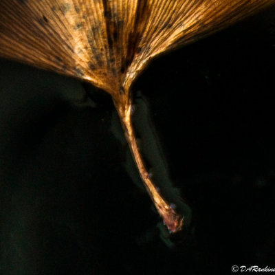 Ginko Leaf in Bowl of Water