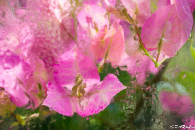 Bogainvillea in Greenhouse