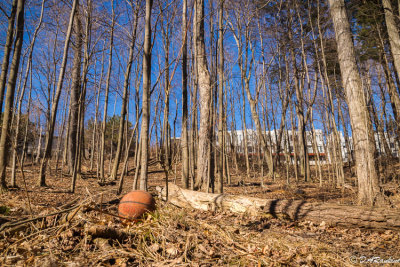 Lost Ball In the Woods