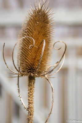 Wild Teasel