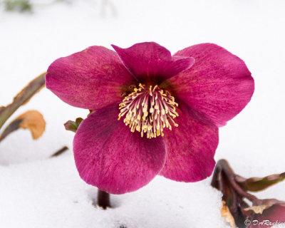 Lenten Rose in Snow